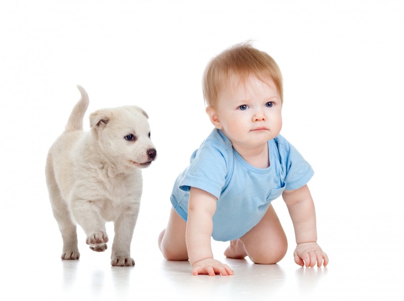 Terapia asistida con animales Terapia asistida con animales