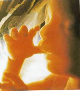 feto de seis o siete meses